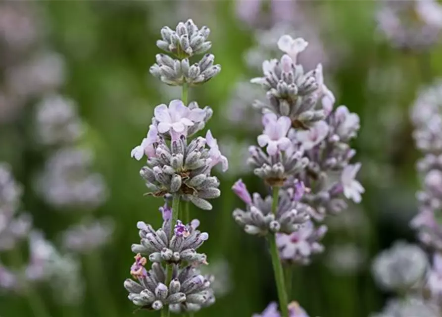 Lavandula angustifolia 'Ellagance Pink'