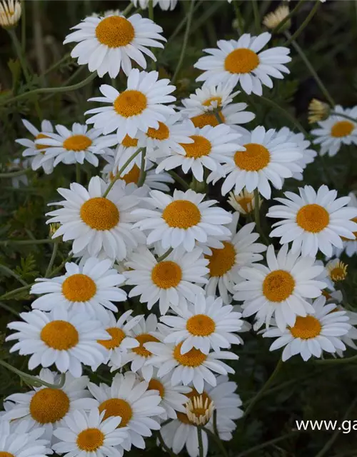 Garten-Färber-Hundskamille 'Tetworth'