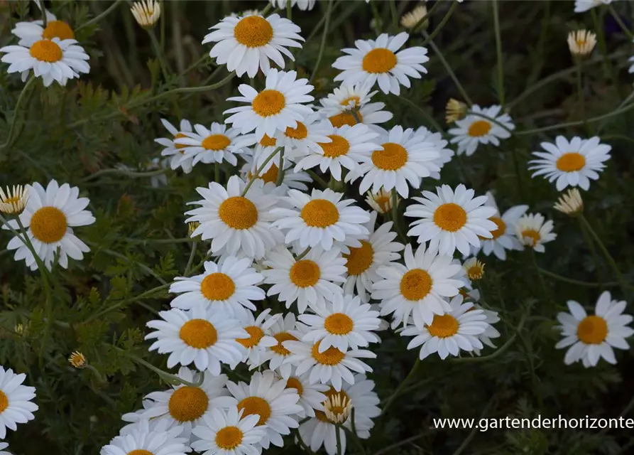 Garten-Färber-Hundskamille 'Tetworth'