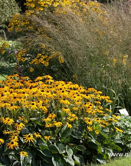 Hohes Garten-Pfeifengras 'Transparent'