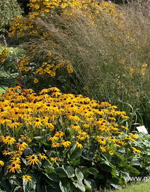 Hohes Garten-Pfeifengras 'Transparent'