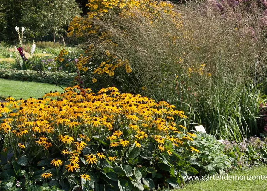 Hohes Garten-Pfeifengras 'Transparent'