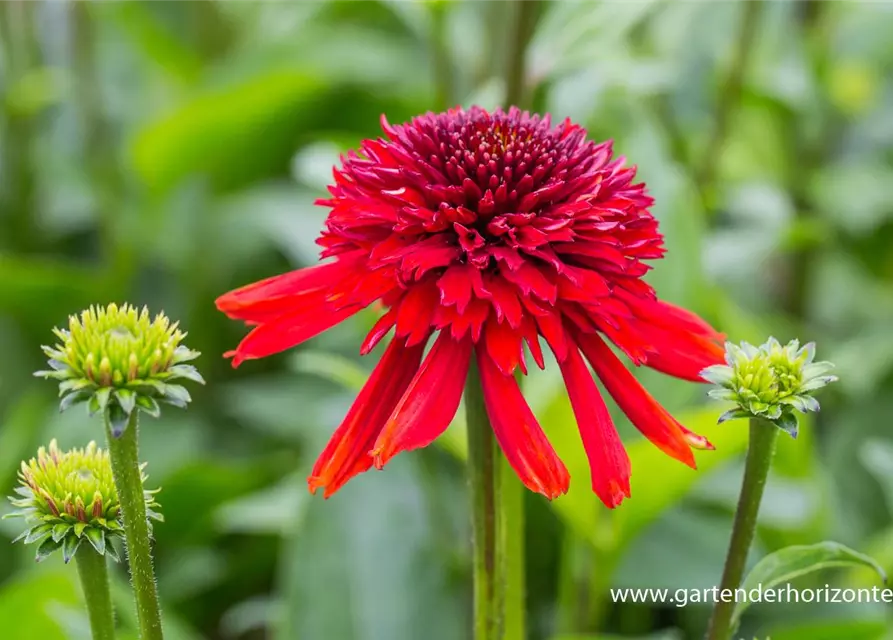 Garten-Scheinsonnenhut 'Eccentric'®