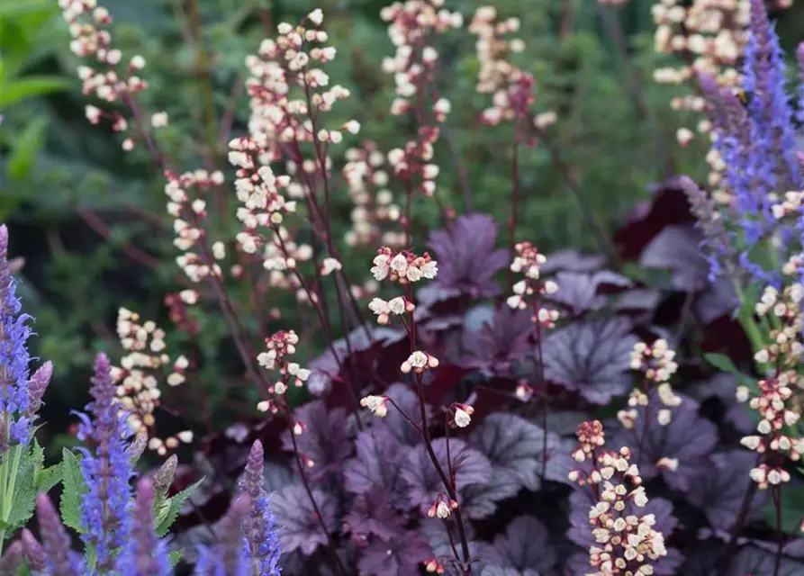 Heuchera x cult. CITY-Ser.'Shanghai'