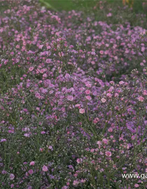 Gypsophila paniculata 'Flamingo'