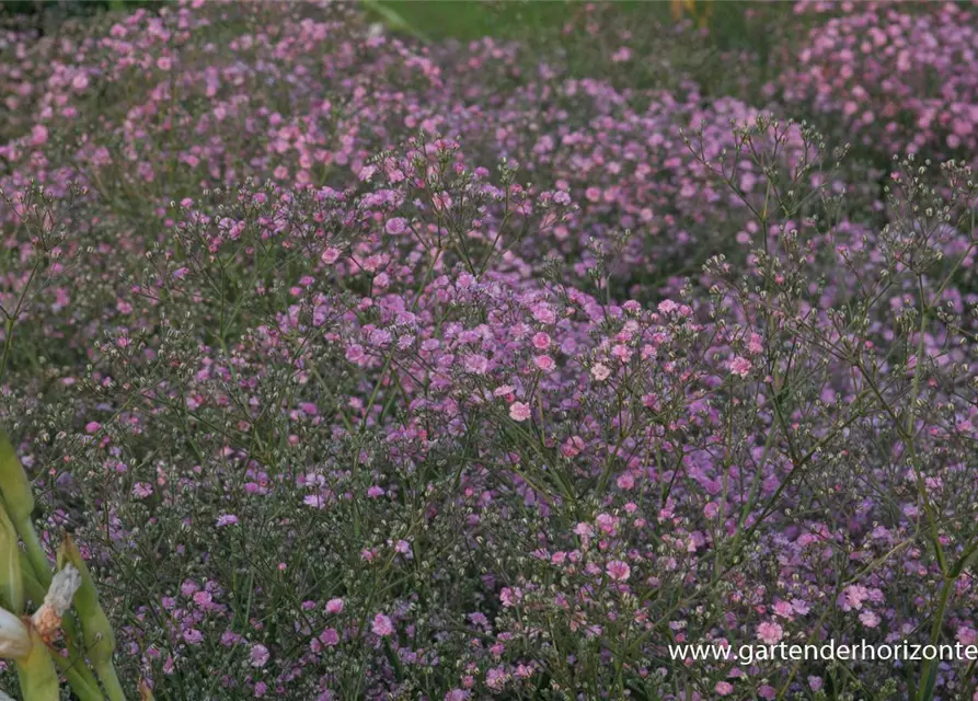 Gypsophila paniculata 'Flamingo'