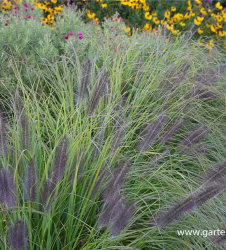 Garten-Federborstengras 'Moudry'