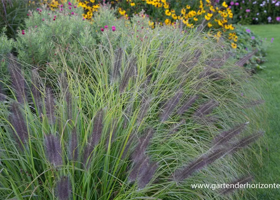 Garten-Federborstengras 'Moudry'