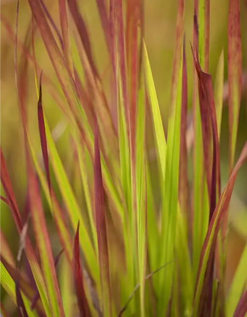 Imperata cylindrica var.koenig.'Red Baron'