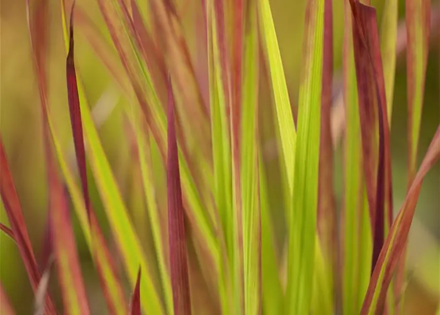 Imperata cylindrica var.koenig.'Red Baron'