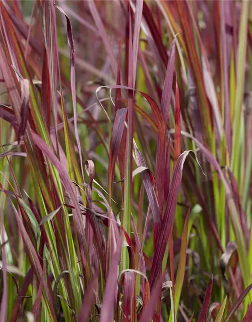 Imperata cylindrica var.koenig.'Red Baron'