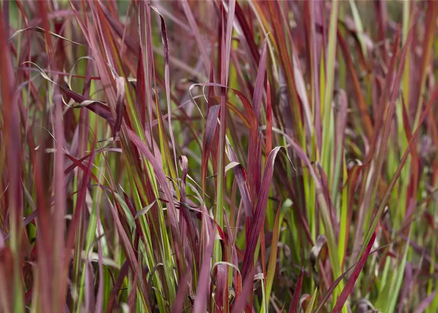 Imperata cylindrica var.koenig.'Red Baron'