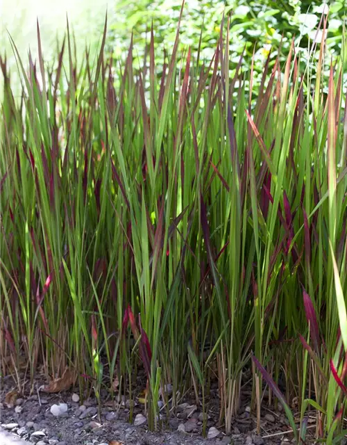 Imperata cylindrica var.koenig.'Red Baron'