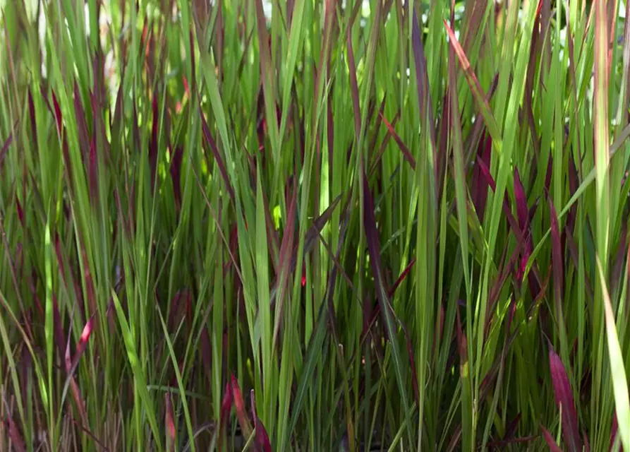 Imperata cylindrica var.koenig.'Red Baron'