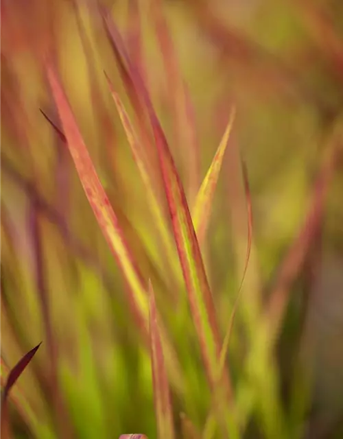 Imperata cylindrica var.koenig.'Red Baron'