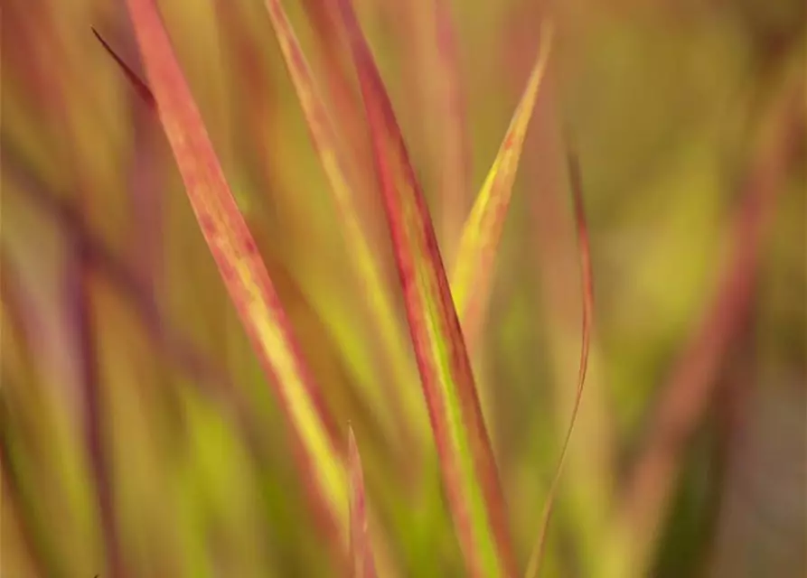 Imperata cylindrica var.koenig.'Red Baron'