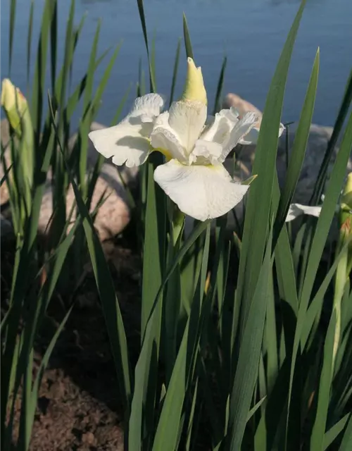 Iris sibirica 'White Swirl'