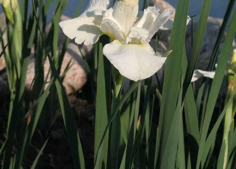 Iris sibirica 'White Swirl'