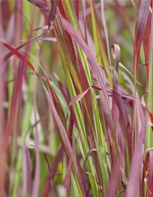 Imperata cylindrica var.koenig.'Red Baron'