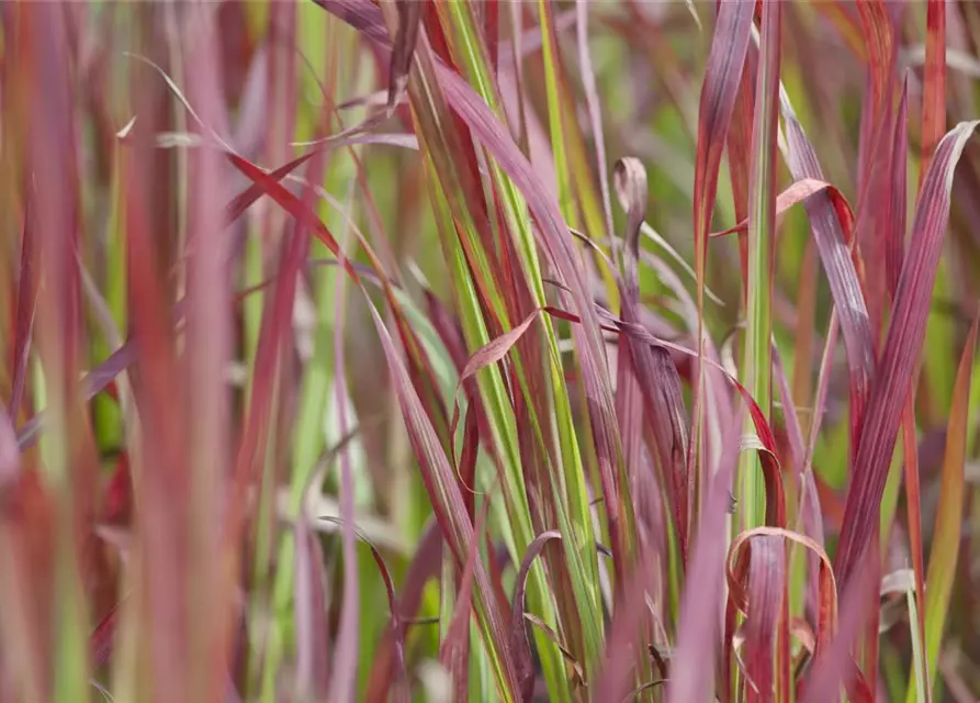 Imperata cylindrica var.koenig.'Red Baron'