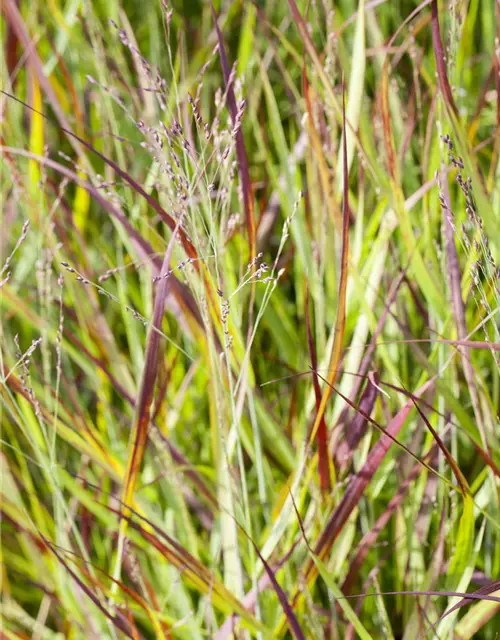 Imperata cylindrica var.koenig.'Red Baron'