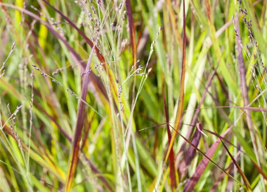 Imperata cylindrica var.koenig.'Red Baron'