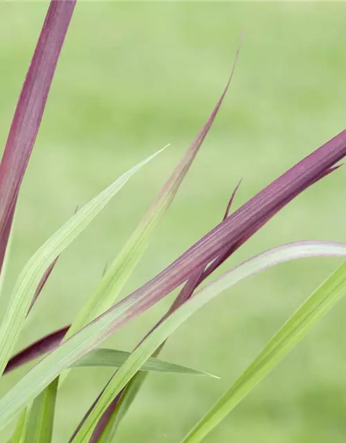 Imperata cylindrica var.koenig.'Red Baron'