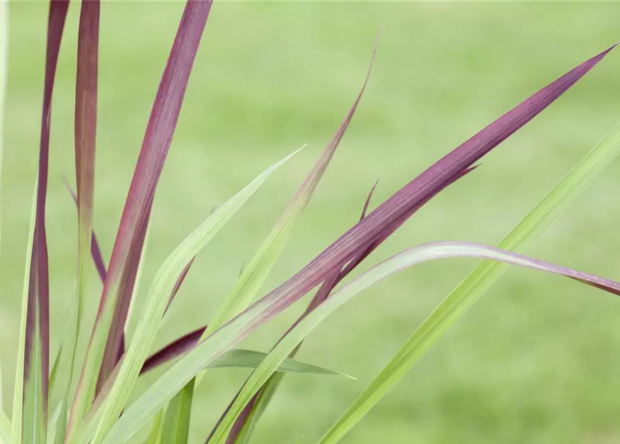 Imperata cylindrica var.koenig.'Red Baron'