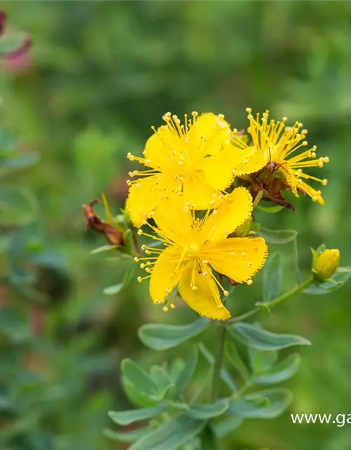 Hypericum tetrapterum