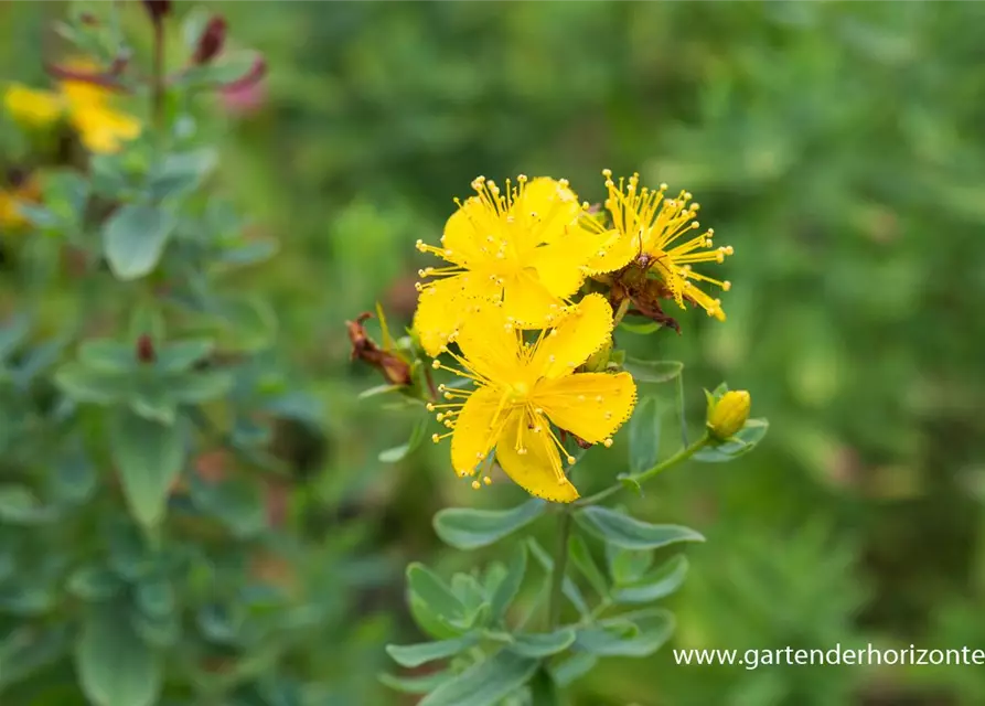 Hypericum tetrapterum