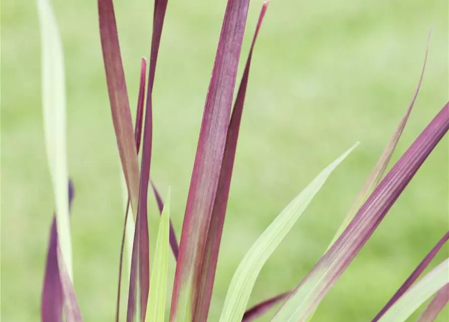 Imperata cylindrica var.koenig.'Red Baron'