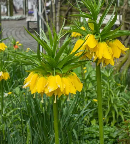 Kaiserkrone