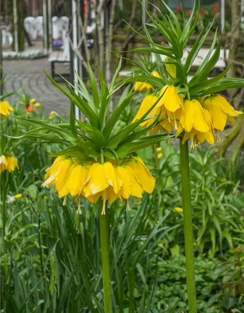 Kaiserkrone