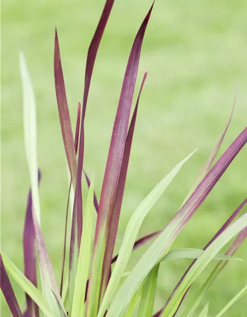 Imperata cylindrica var.koenig.'Red Baron'