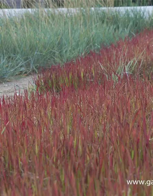 Imperata cylindrica var.koenig.'Red Baron'