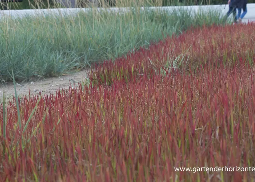 Imperata cylindrica var.koenig.'Red Baron'