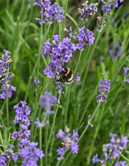 Lavandula angustif.'Blue Scent Early' -R-