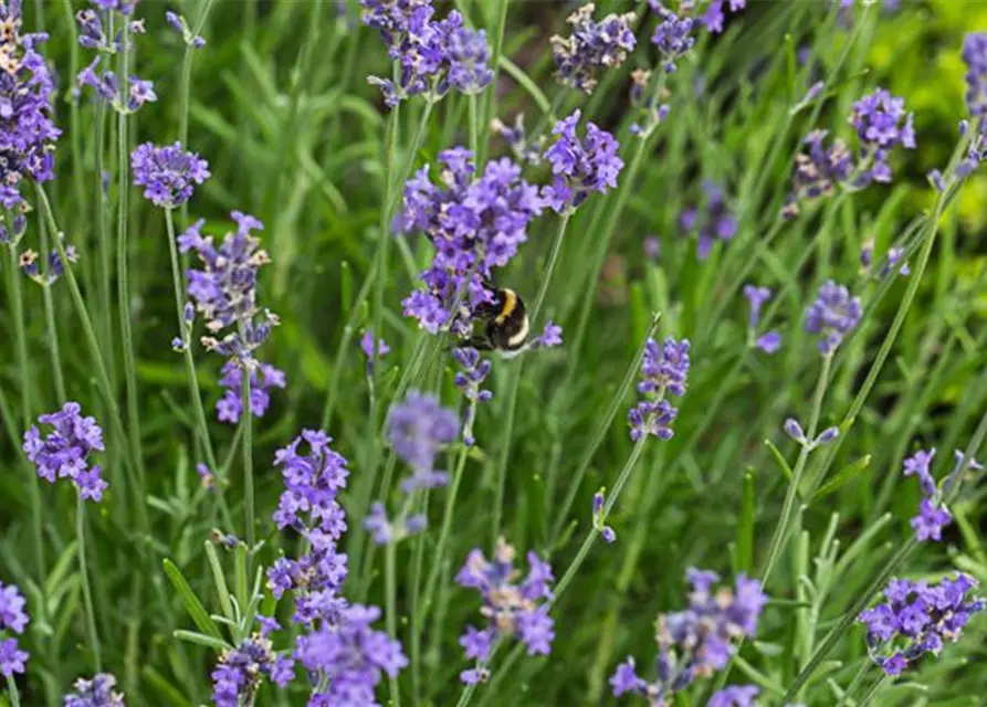 Lavandula angustif.'Blue Scent Early' -R-