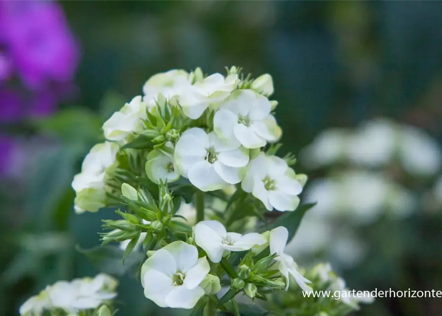 Hohe Flammenblume