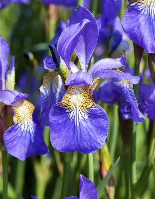 Iris sibirica