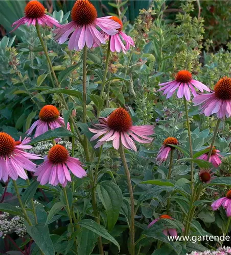 Garten-Scheinsonnenhut 'Magnus'