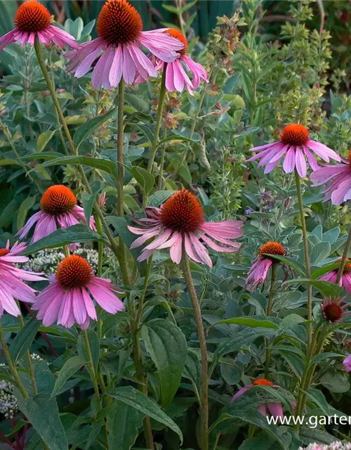 Garten-Scheinsonnenhut 'Magnus'