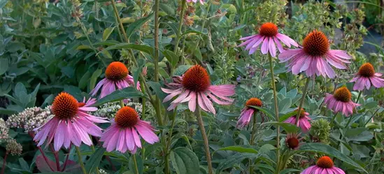 Garten-Scheinsonnenhut 'Magnus'