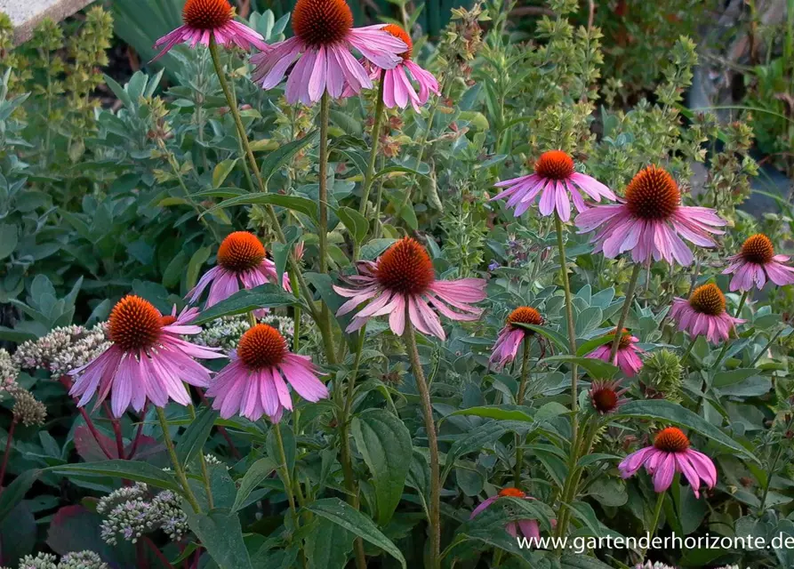 Garten-Scheinsonnenhut 'Magnus'