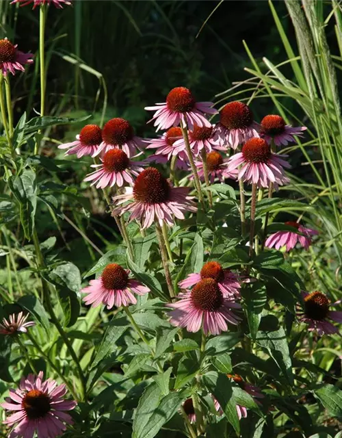 Garten-Scheinsonnenhut 'Magnus'