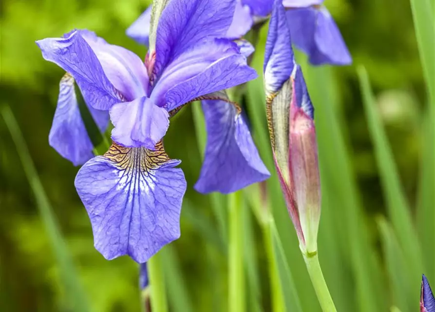 Iris sibirica