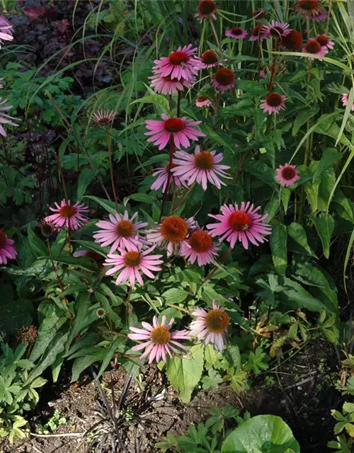 Garten-Scheinsonnenhut 'Magnus'