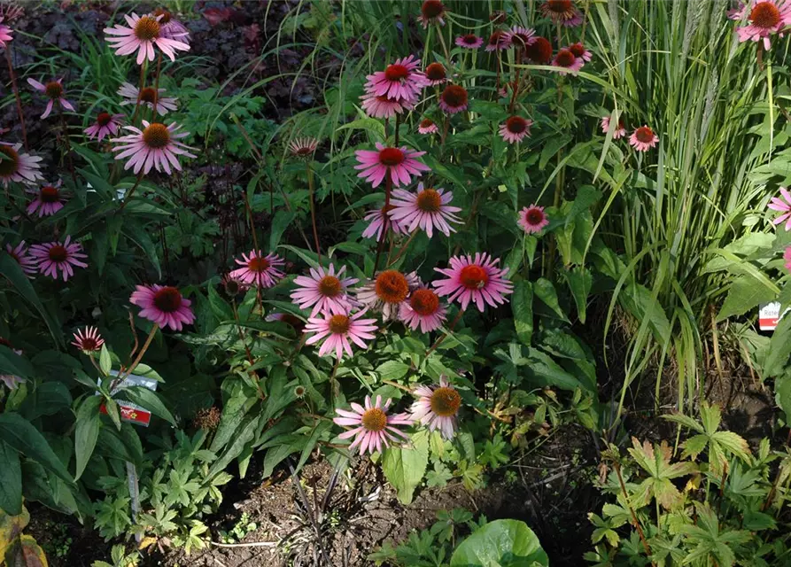 Garten-Scheinsonnenhut 'Magnus'