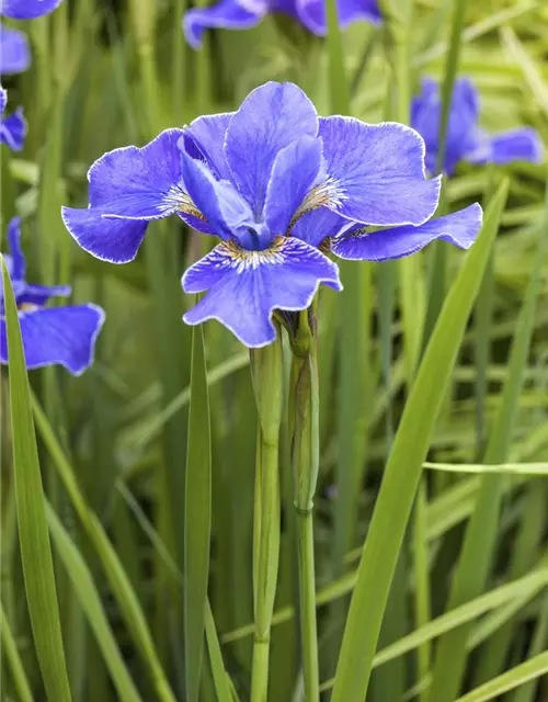 Iris sibirica