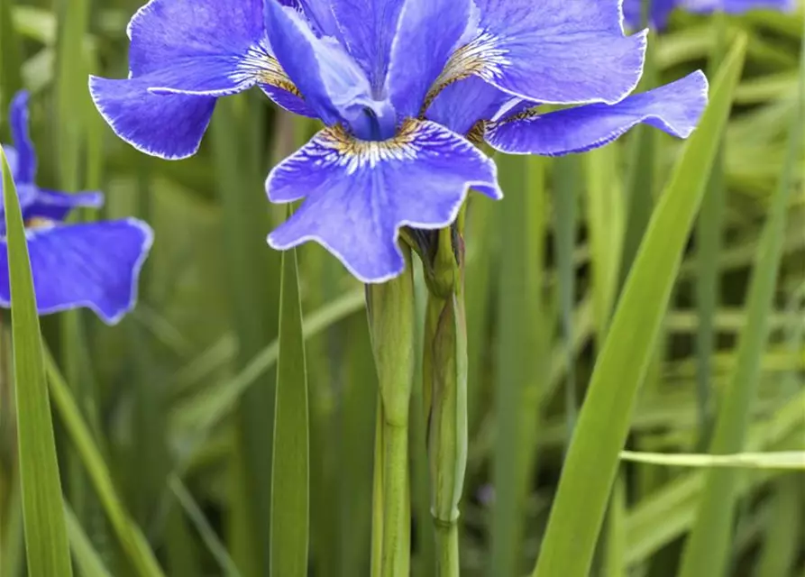 Iris sibirica